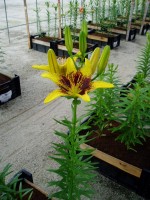 [1620 TigerPlay No02.JPG]